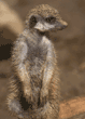 meerkats