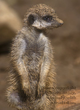 dirty meerkat