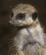 meerkats