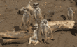 meerkats