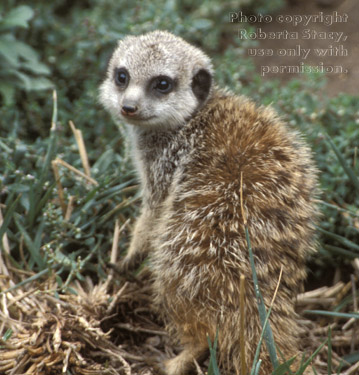 meerkat kit