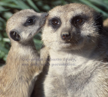 meerkat kit with adult