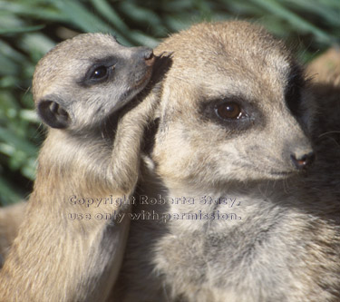 meerkat kit with adult