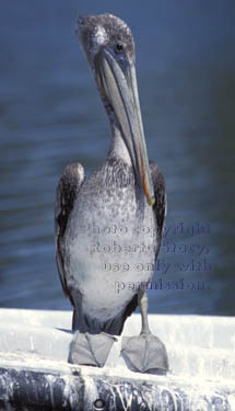 brown pelican