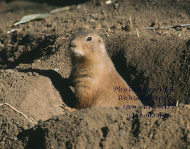 black-tailed prairie dog