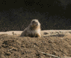 black-tailed prairie dog