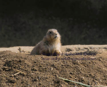 black-tailed prairie dog