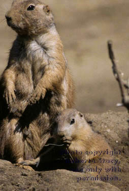 prairie dog mother & baby