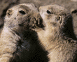 prairie dog mother & pup