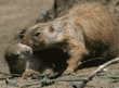 black-tailed prairie dog mother and pup