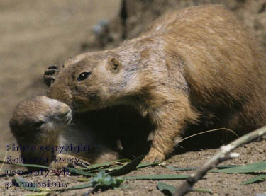 black-tailed prairie dog mother and pup