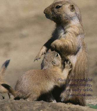 prairie dog mother and baby