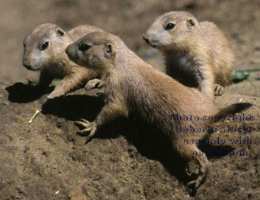 black-tailed prairie dog babies