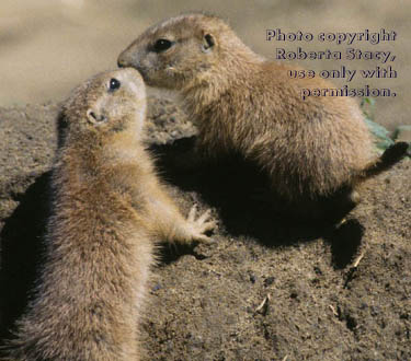 young black-tailed prairie dogs