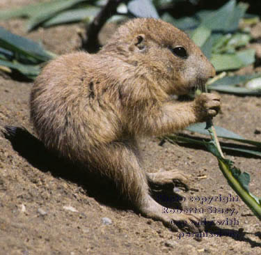 black-tailed prairie dog baby