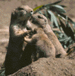 prairie dog mother and pups