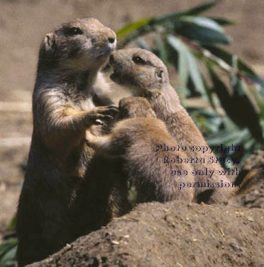 prairie dog mother and pups