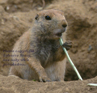 baby black-tailed prairie dog