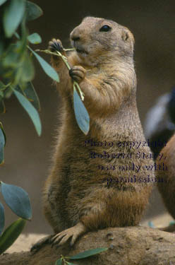 black-tailed prairie dog