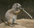 prairie dog pup with food