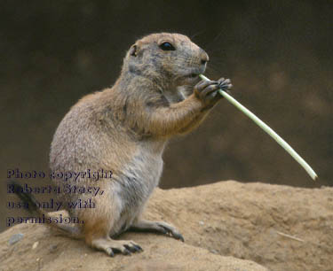 prairie dog pup with food