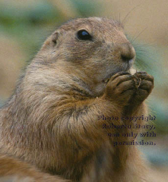 black-tailed prairie dog