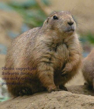 black-tailed prairie dog