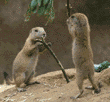 baby prairie dogs