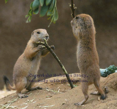 baby prairie dogs