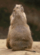 black-tailed prairie dogs