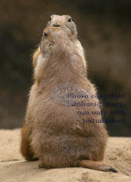 black-tailed prairie dogs