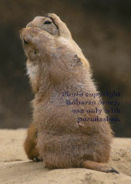 black-tailed prairie dogs