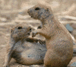 prairie dog pups at play