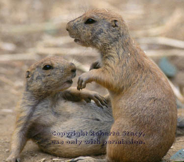 prairie dog pups at play