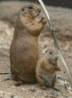 black-tailed prairie dog & baby