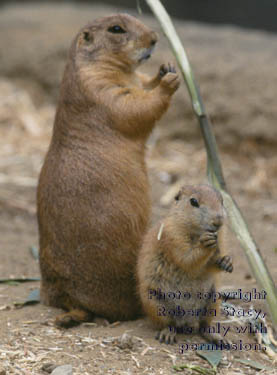 black-tailed prairie dog & baby