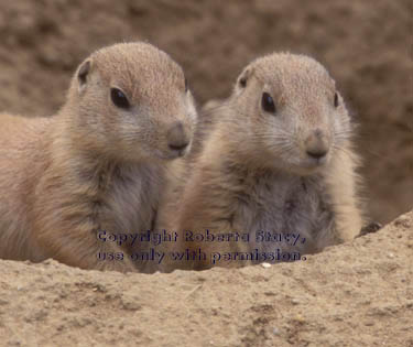 young black-tailed prairie dogs