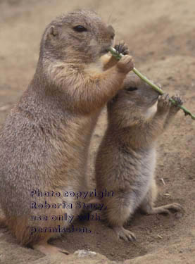 prairie dog adult and baby