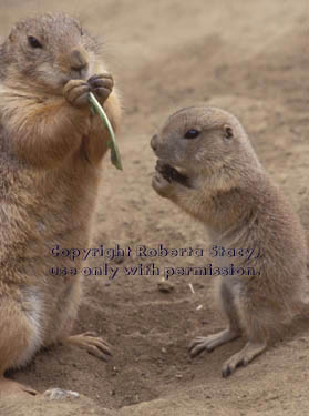 black-tailed prairie dog & baby