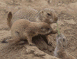 prairie dog and pups