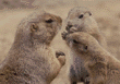 black-tailed prairie dog & pups