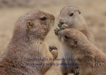 black-tailed prairie dog & pups