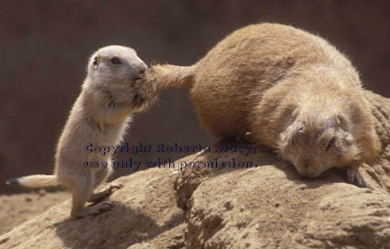 prairie dog baby & adult