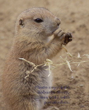 young black-tailed prairie dog