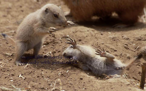 prairie dog pups playing