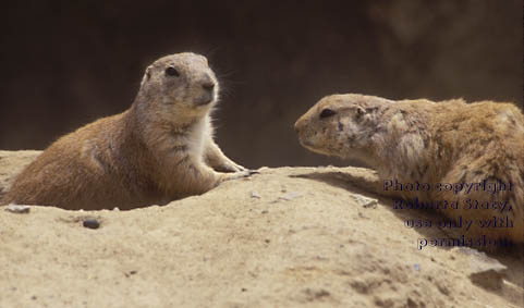 black-tailed prairie dogs