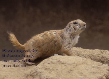 black-tailed prairie dog