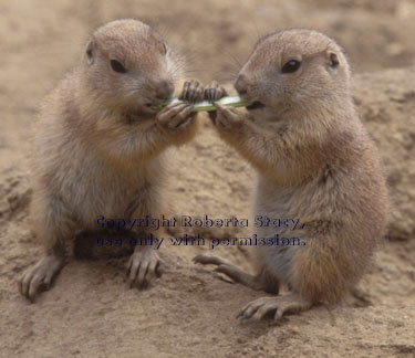 black-tailed prairie dog babies