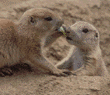 black-tailed prairie dog babies