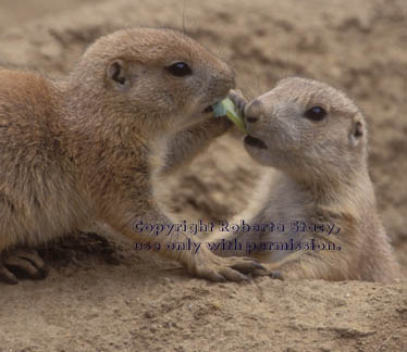 black-tailed prairie dog babies